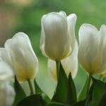 Гороскоп для знаків зодіаку на 9 квітня 2025 року