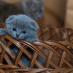 Гороскоп для знаків зодіаку на 13 травня 2025 року