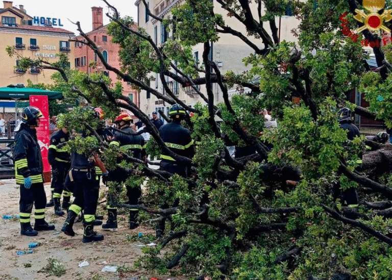 У центрі Венеції 50-річне дерево впало на туристів