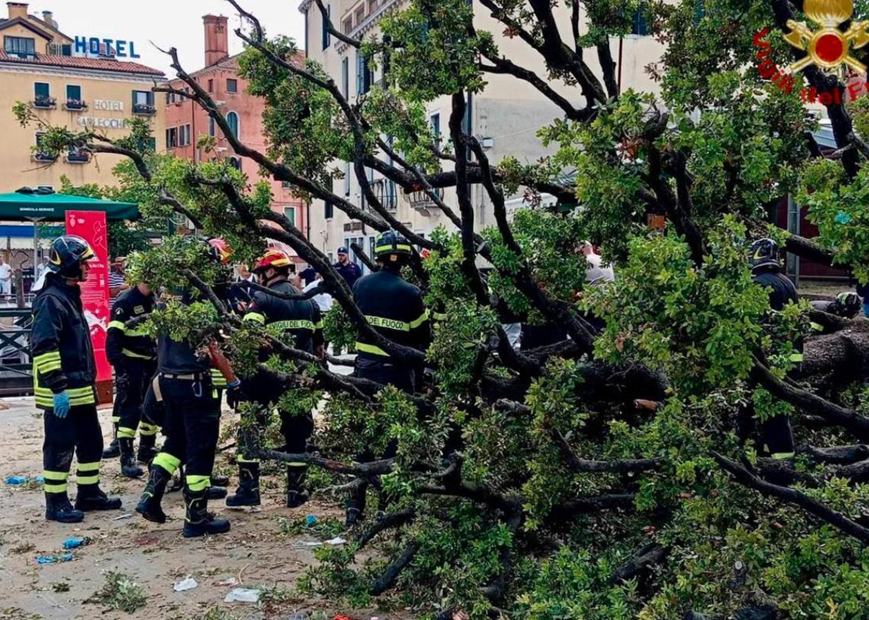 У центрі Венеції 50-річне дерево впало на туристів