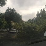 На Прикарпатті через негоду впали дерева, без світла низка сіл