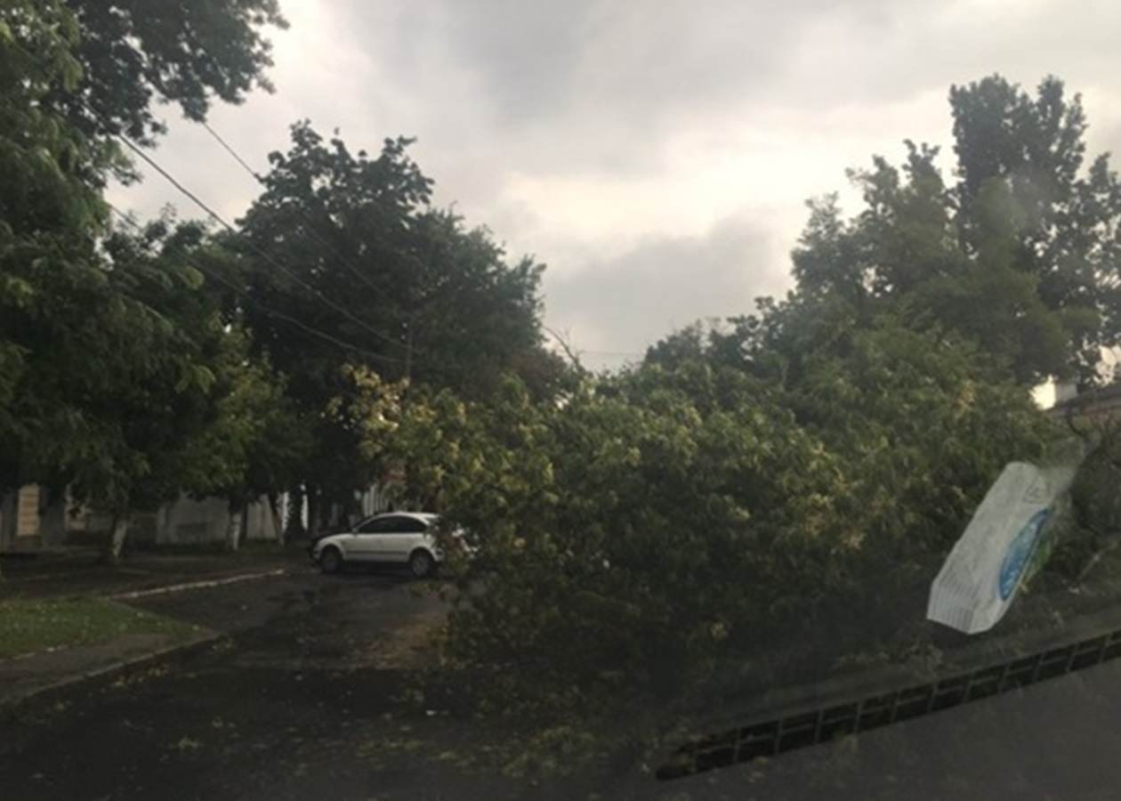 На Прикарпатті через негоду впали дерева, без світла низка сіл