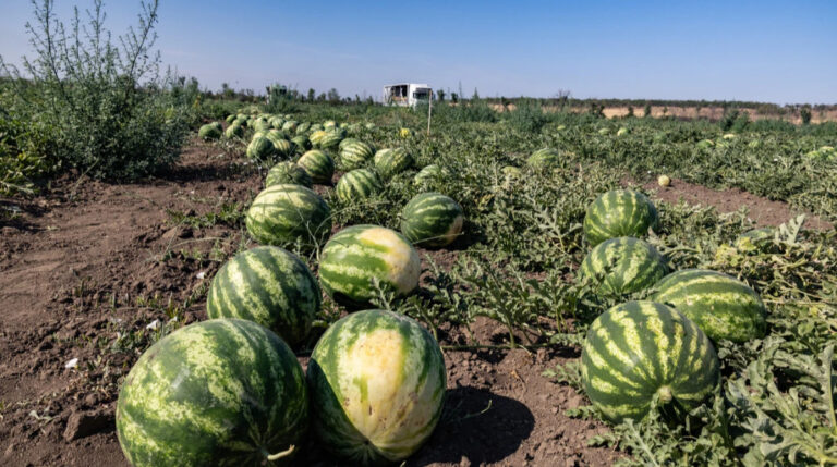На Херсонщині планують зібрати понад 30 тисяч тонн кавунів