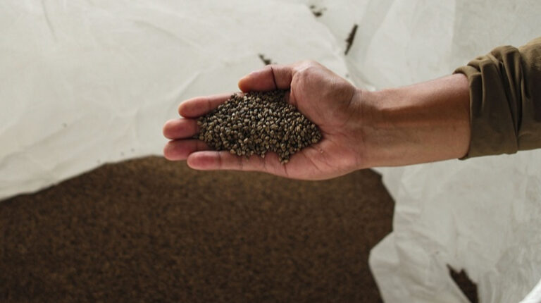 Урожай гречки в Росії рухнув до мінімуму за шість років