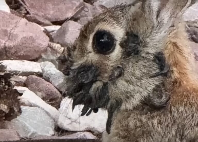 У США з’явилися "кролики-Франкенштейни"