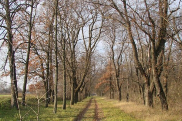 Суд оштрафував “Ліси України”, які проґавили вирубки дерев у парку на мільйони Суд оштрафував Ліси України, які проґавили вирубки дерев у парку на мільйони