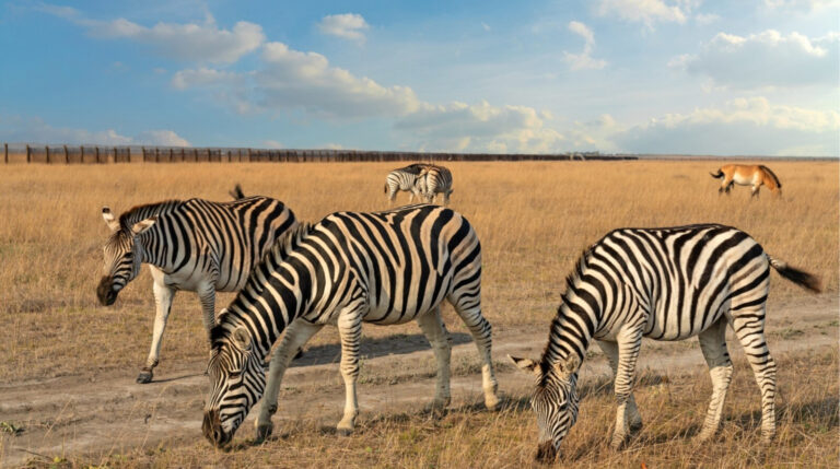 Окупанти не платять зарплату робітникам заповідника “Аскания-Нова”