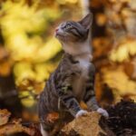 Синоптики спрогнозували, якою буде погода в жовтні