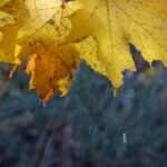 Дощі та тумани: прогноз погоди на початок тижня