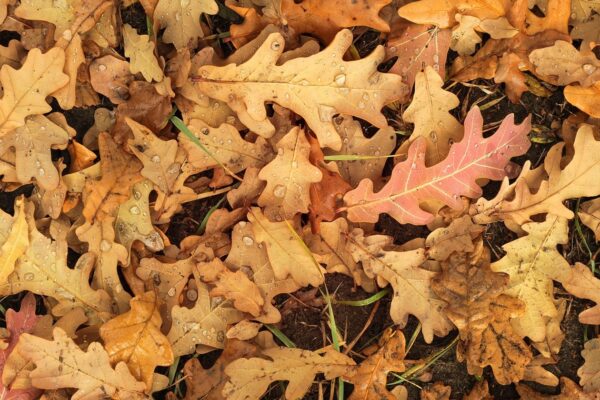 Гороскоп для всіх знаків зодіаку на 24 жовтня 2025 року