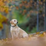 Чи буде похолодання: синоптик спрогнозував початок листопада