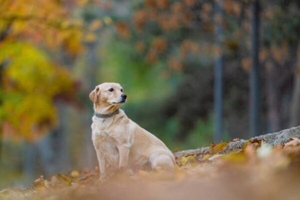 Чи буде похолодання: синоптик спрогнозував початок листопада Чи буде похолодання: синоптик спрогнозував початок листопада