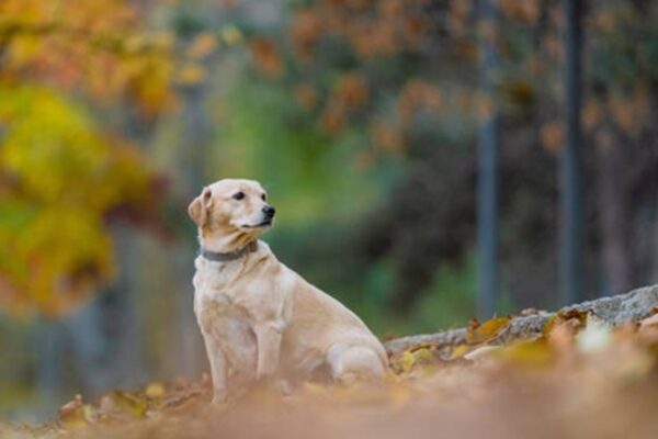 Вихідні в Україні будуть сухими та теплими Вихідні в Україні будуть сухими та теплими