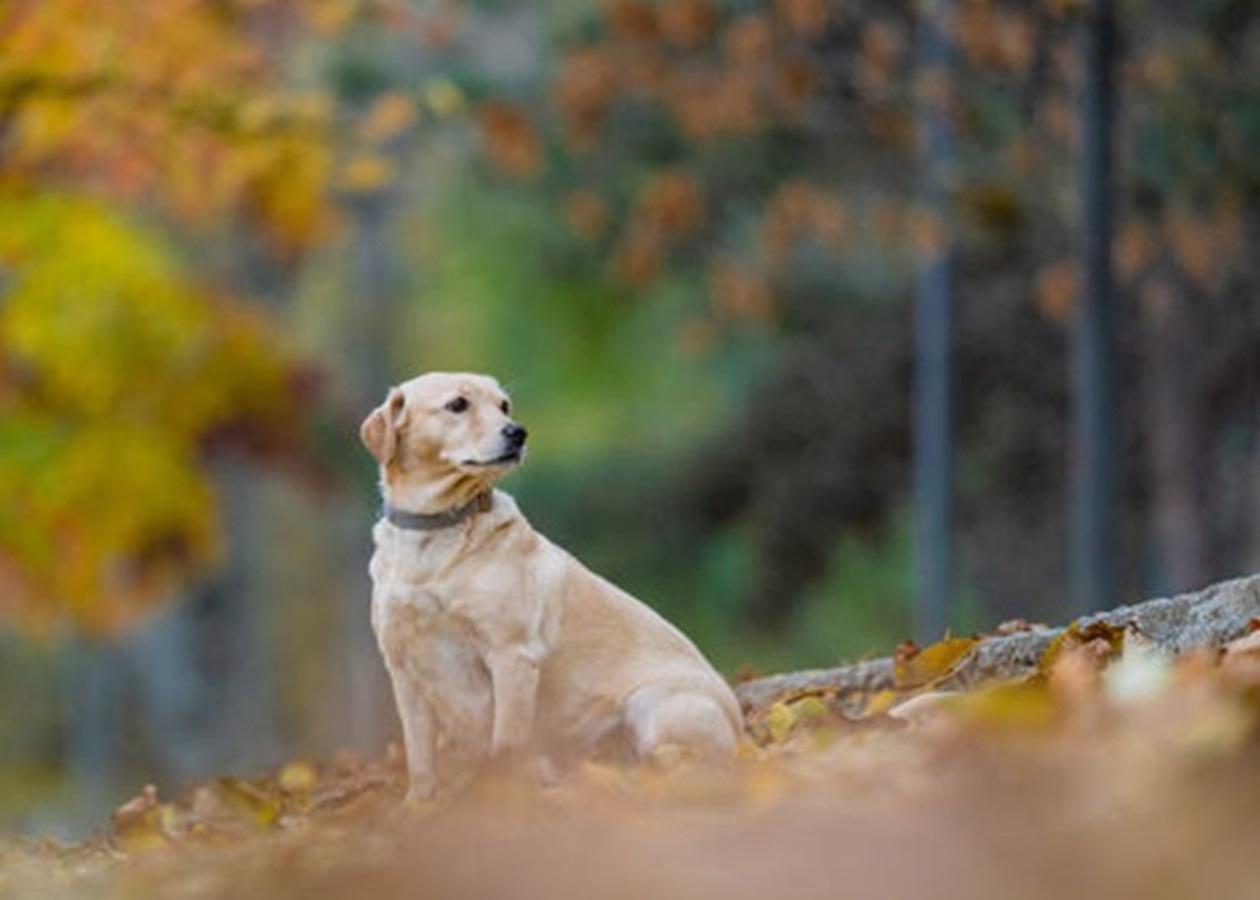 Вихідні в Україні будуть сухими та теплими
