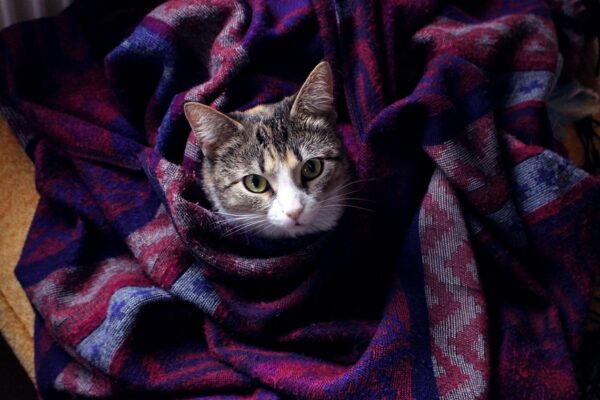 Гороскоп для всіх знаків зодіаку на 27 листопада 2025