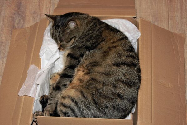 У Німеччині жінка відправила кішку поштою