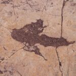 У Болівії знайшли понад 16 тисяч відбитків динозаврів