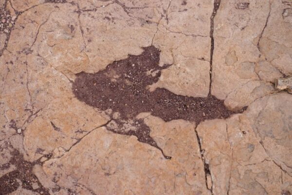 У Болівії знайшли понад 16 тисяч відбитків динозаврів