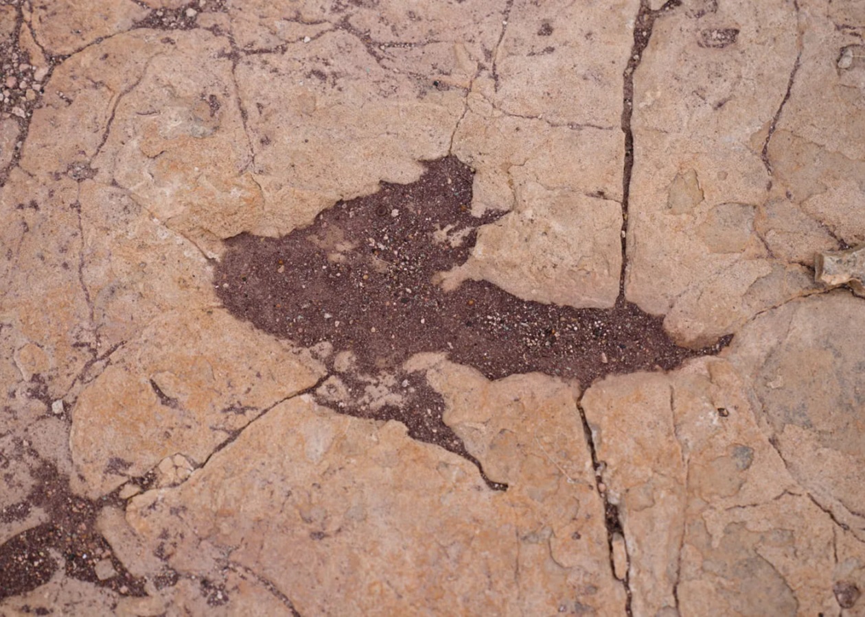 У Болівії знайшли понад 16 тисяч відбитків динозаврів