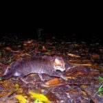 У Таїланді помітили кішку, яка вважалася вимерлою