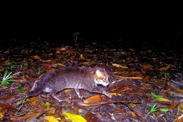 У Таїланді помітили кішку, яка вважалася вимерлою