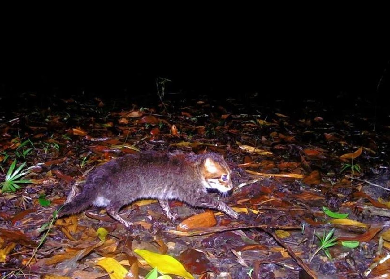 У Таїланді помітили кішку, яка вважалася вимерлою