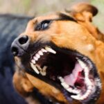 На Закарпатті собаки покусали дітей, що попросилися в туалет при дорозі