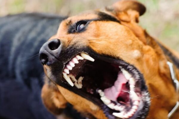 На Закарпатті собаки покусали дітей, що попросилися в туалет при дорозі