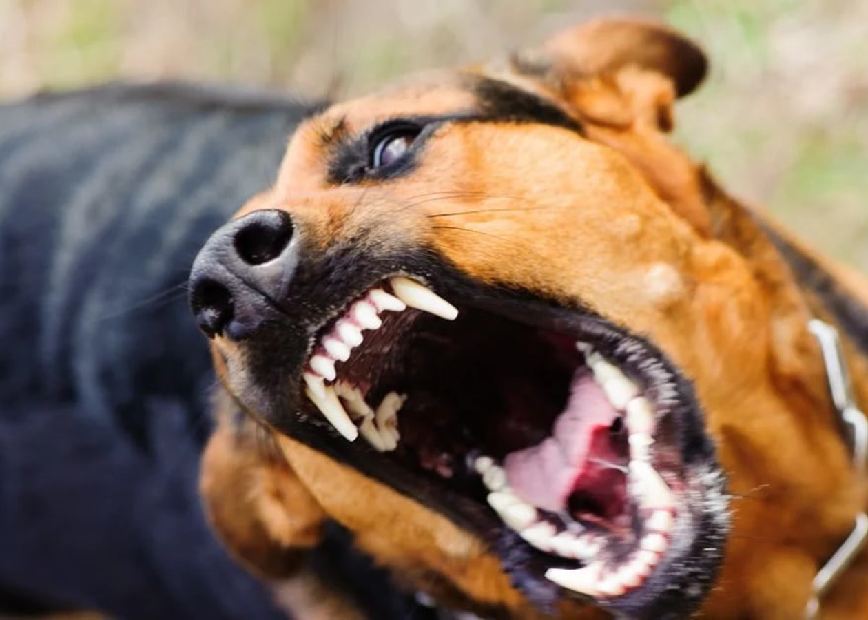 На Закарпатті собаки покусали дітей, що попросилися в туалет при дорозі