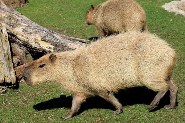 У Шотландії з ферми зникли дві капібари: власники підозрюють викрадення