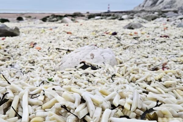 В Англії на узбережжя викинуло тонни картоплі фрі та цибулі