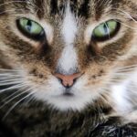 Гороскоп для всіх знаків зодіаку на 27 січня 2026 року