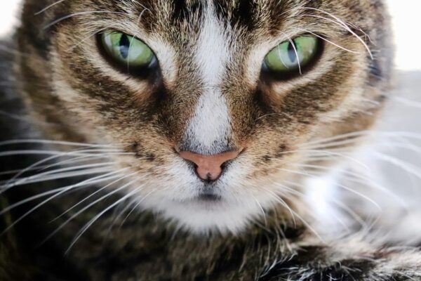 Гороскоп для всіх знаків зодіаку на 27 січня 2026 року