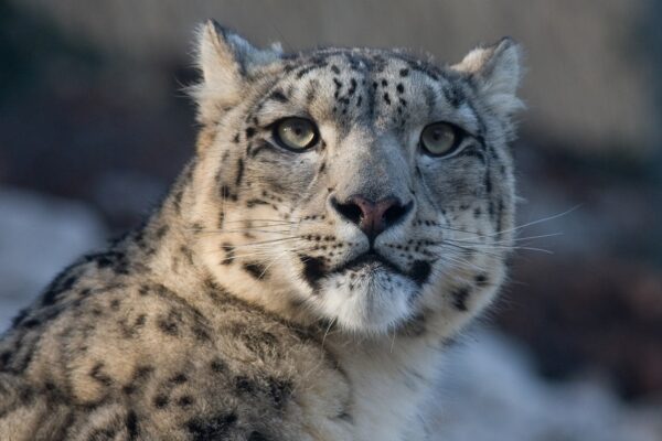 Туристка в Китаї постраждала від нападу барса, намагаючись зробити фото