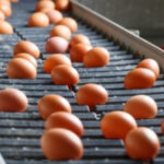 Торік Україна експортувала два мільйона яєць