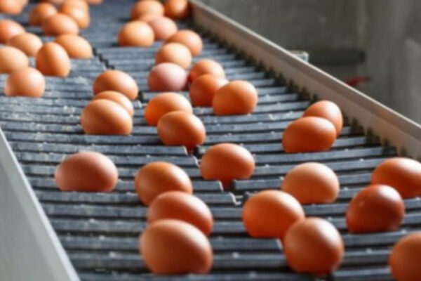 Торік Україна експортувала два мільйона яєць