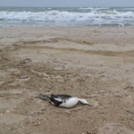 Витік олії в Чорне море після атак РФ вбив 5000 птахів - еколог