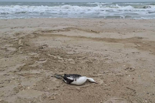 Витік олії в Чорне море після атак РФ вбив 5000 птахів - еколог