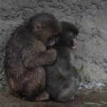 Самотня мавпочка Панч знайшла друга: її відкинула зграя