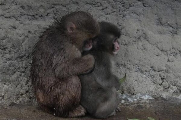 Самотня мавпочка Панч знайшла друга: її відкинула зграя