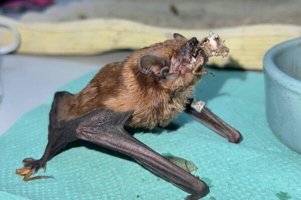 У Харкові на балконі врятували понад 900 кажанів