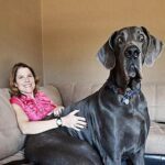 Найбільший улюбленець: що слід знати перш ніж завести собаку-гіганта