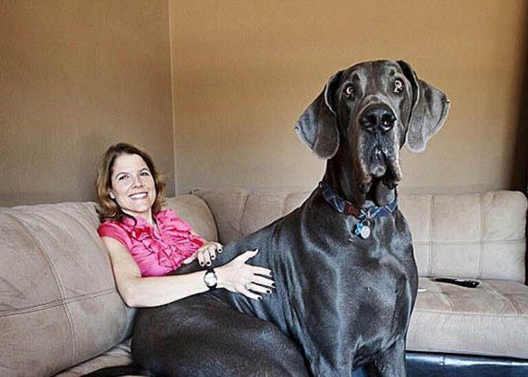 Найбільший улюбленець: що слід знати перш ніж завести собаку-гіганта