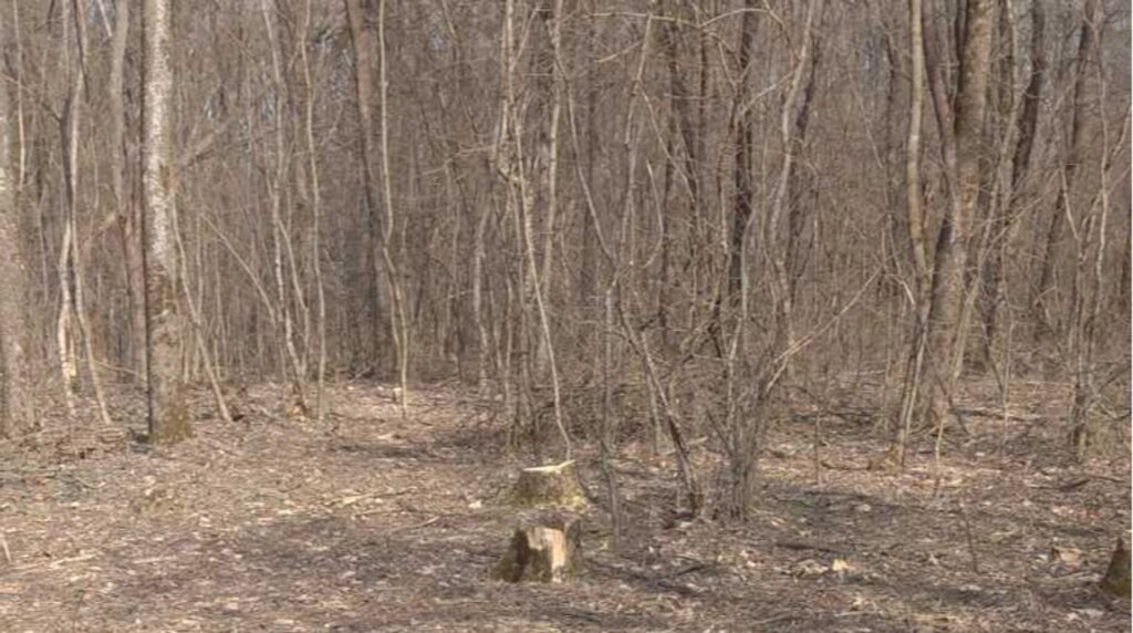 Суд покарав сільраду, яка не врятувала дерева у заказнику "Косюрівський"