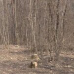 Суд покарав сільраду, яка не врятувала дерева у заказнику "Косюрівський"