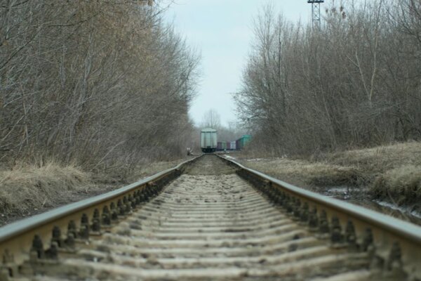 Суд покарав "Укрзалізницю", яка не змогла зберегти дерева на Полтавщині