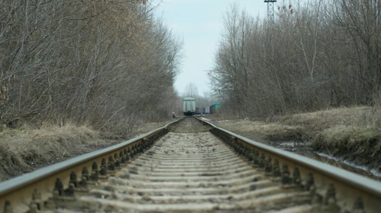 Суд покарав "Укрзалізницю", яка не змогла зберегти дерева на Полтавщині