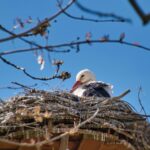 У знаменитих лелек Грицика і Одарки поповнення