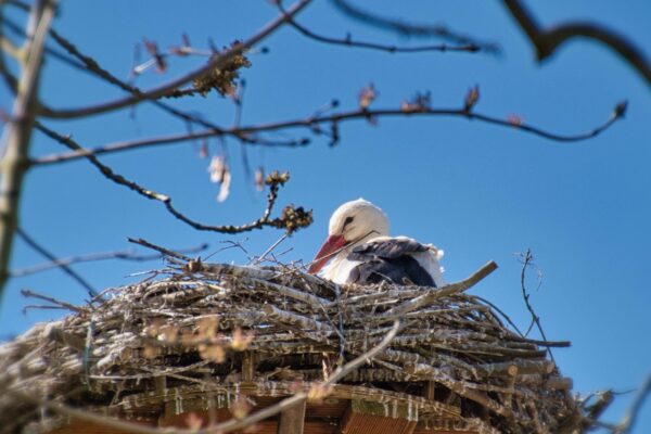 У знаменитих лелек Грицика і Одарки поповнення