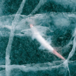 Вчені оживили 24-тисячолітню істоту: вона знову почала розмножуватись